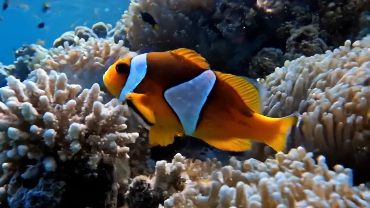 Convert Videos To WebP With Looping