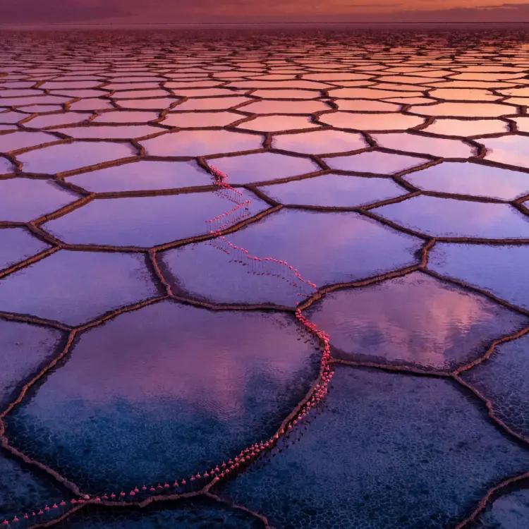Recraft v4.1 Utility: مولّد صور بالذكاء الاصطناعي سريع
