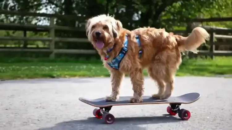 Génération de Vidéo à partir de Texte Veo-2