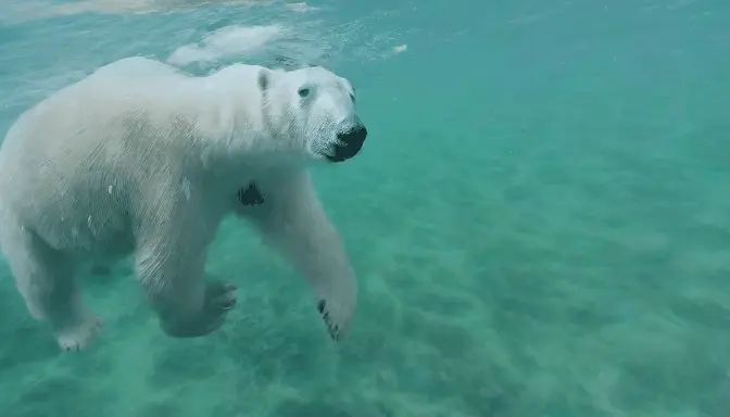 go-pro video of a polar bear diving in the ocean, 8k, HD, dslr, nature footage