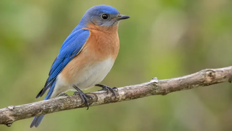 a bird
