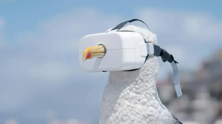 صورة الإدخال