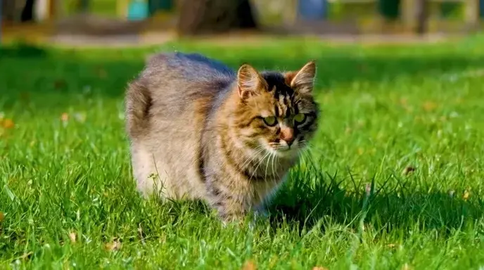 Text To Video Generation With Hunyuan Video