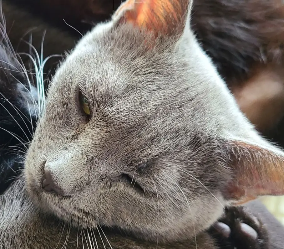 Real ESRGAN छवि अपस्केलिंग और चेहरे में सुधार